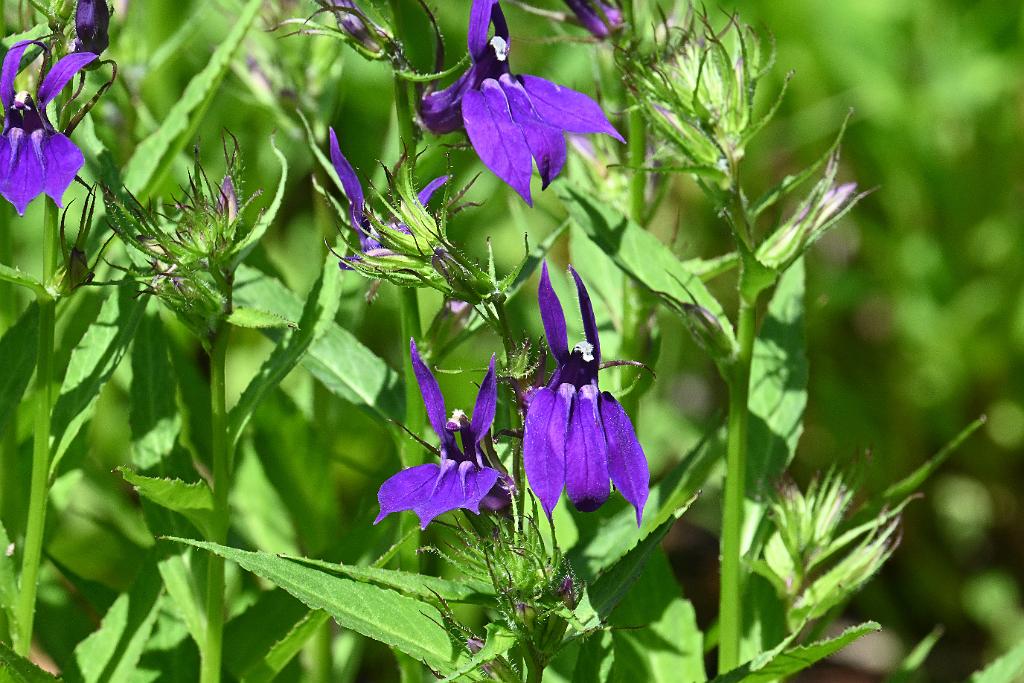 2025-07199688 Tower Hill Botanic Garden, MA.JPG - Giant Blue Lobella. New England Botanic Garden at Tower Hill, MA, 7-19-2025